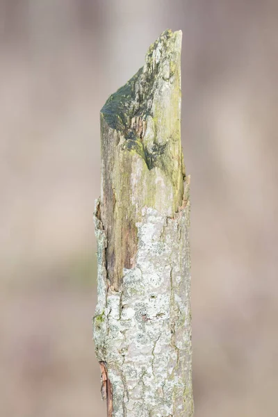 Albero morente in natura — Foto Stock