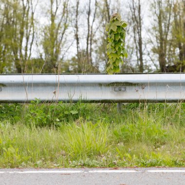 Hollanda terk edilmiş yol