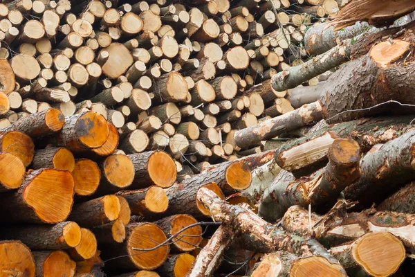 Drewno ułożone w holenderskim forrest — Zdjęcie stockowe