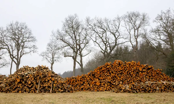 Drewno ułożone w holenderskim forrest — Zdjęcie stockowe