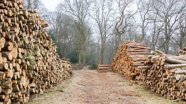 Drewno ułożone w holenderskim forrest — Zdjęcie stockowe