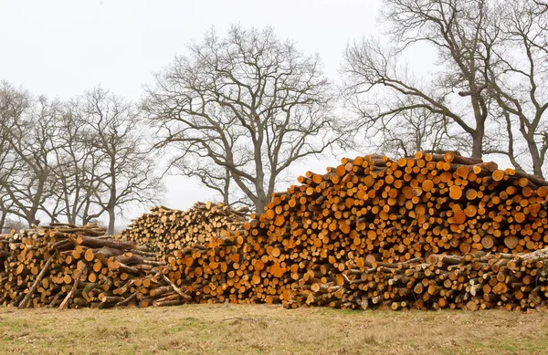 Drewno ułożone w holenderskim forrest — Zdjęcie stockowe