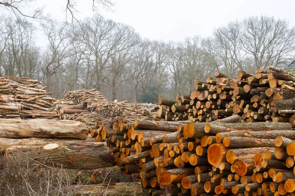 Stacked timber in a dutch forrest Stock Image