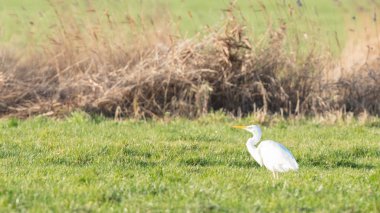 Büyük beyaz balıkçıl görüntüsü