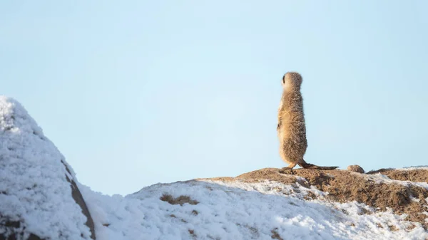 Meerkat (Surikate) на варті обов'язки — стокове фото