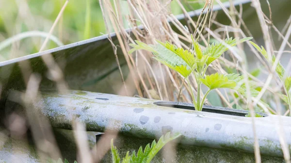 Verlaten weg in Nederland — Stockfoto