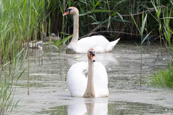 Cygnets 在水中游泳 — 图库照片