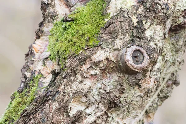 Baum in der Natur — Stockfoto