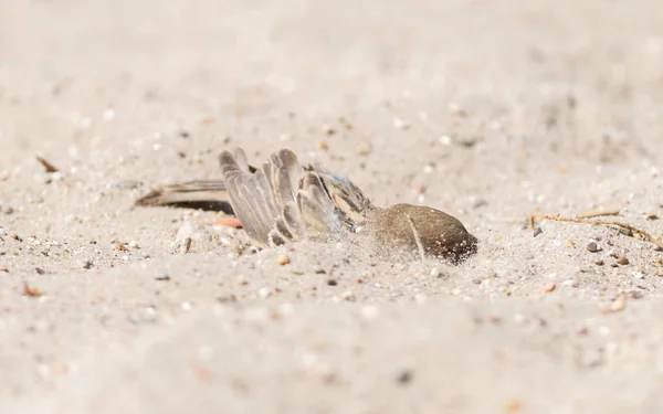 Sparrow washing in sand — Stock Photo, Image