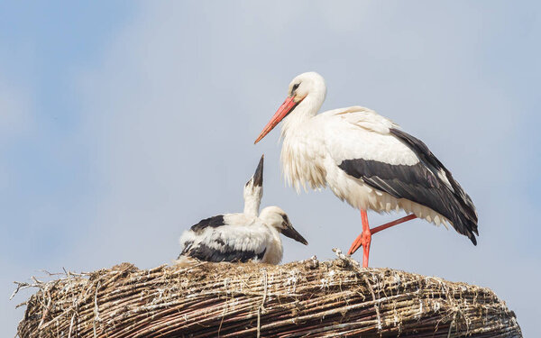 White stork sitting on a nest