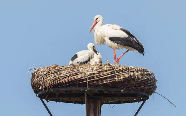 Weißstorch sitzt auf einem Nest — Stockfoto