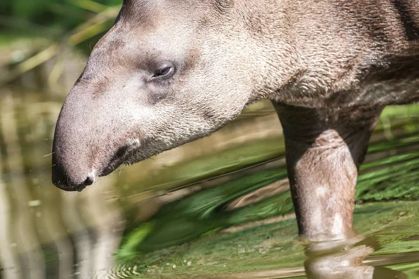 Portrait du tapir sud-américain dans l'eau — Photo