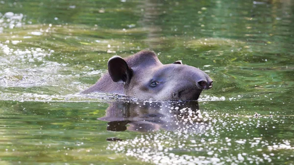 Suyun içinde Güney Amerika tapiri profil portresi — Stok fotoğraf