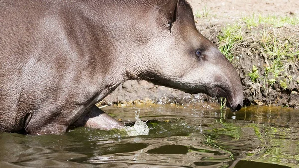 Profiel portret van Zuid-Amerikaanse tapir in het water — Stockfoto