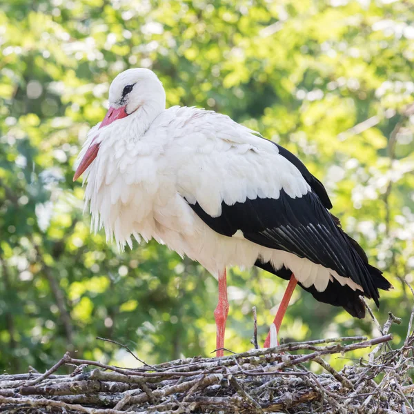 Cigogne blanche assise sur un nid — Photo