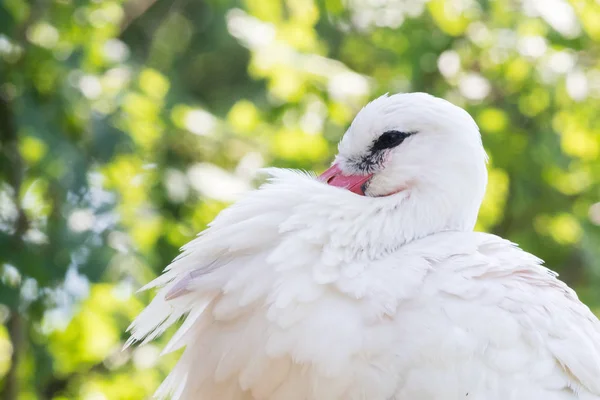 Vit stork sitter på ett fågelbo — Stockfoto