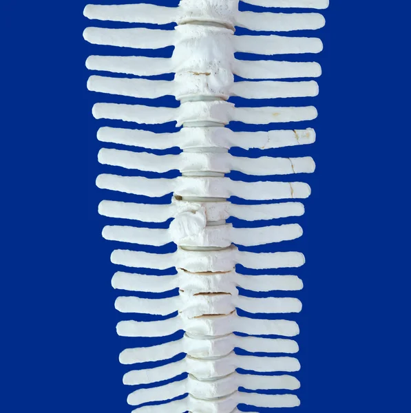 Spine of a dolphin — Stock Photo, Image