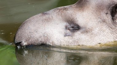 suyun içinde Güney Amerika tapiri profil portresi