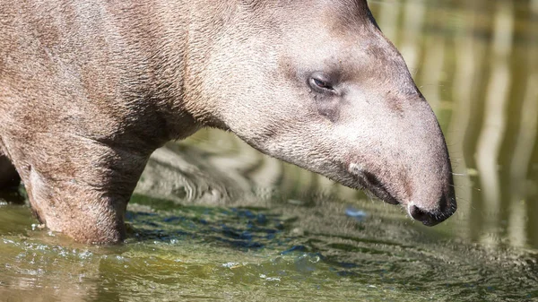 Portrait du tapir sud-américain dans l'eau — Photo