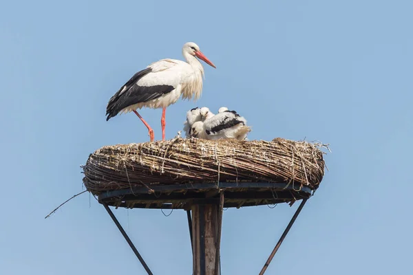 Cegonha branca sentada em um ninho — Fotografia de Stock