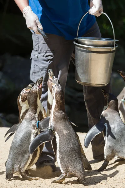 Pinguin wordt gevoed — Stockfoto