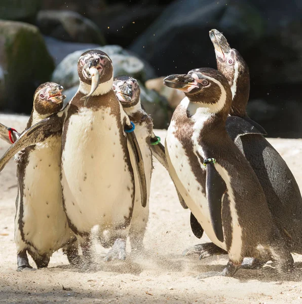 Pinguim está sendo alimentado — Fotografia de Stock