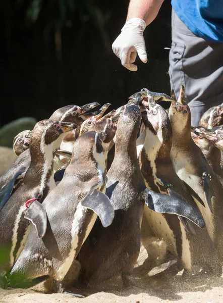 Pinguin wordt gevoed — Stockfoto