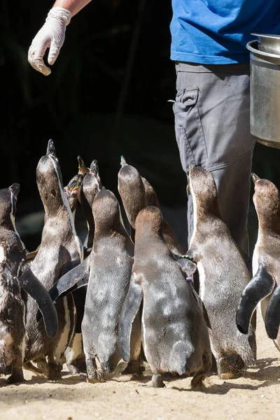 Pinguin wordt gevoed — Stockfoto