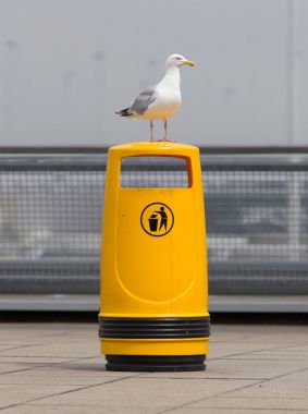 Eski bir sarı bin üzerinde martı