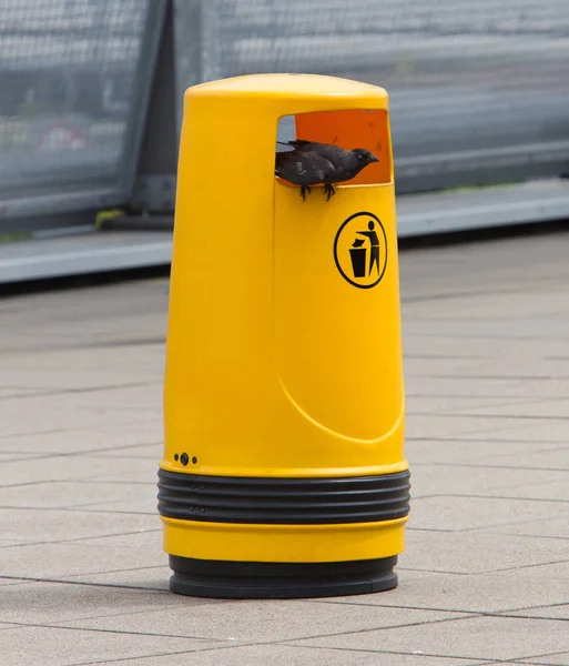 Jackdaw on an old yellow bin — Stock Photo, Image