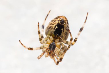 Çapraz bir örümcek Close-up