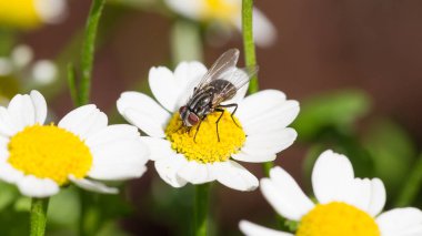 Küçük sinek dinlenme