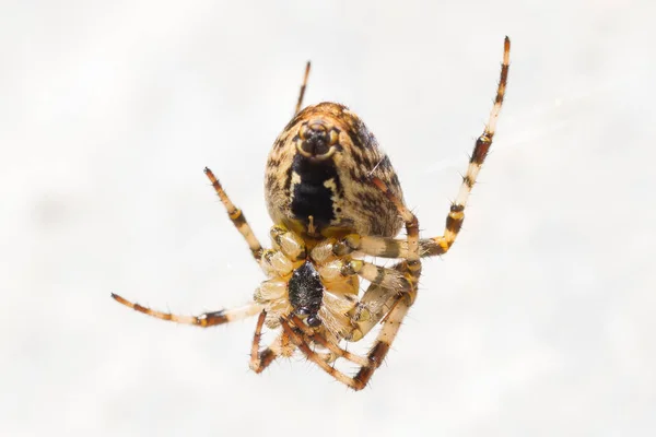 Close-up de uma aranha cruzada — Fotografia de Stock