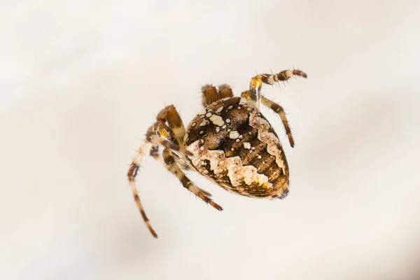 Close-up de uma aranha cruzada — Fotografia de Stock