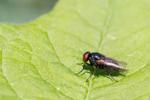 Liten fluga vilar — Stockfoto