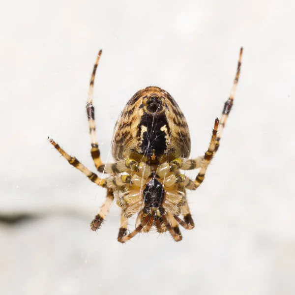 Крупный план перекрестного паука — стоковое фото