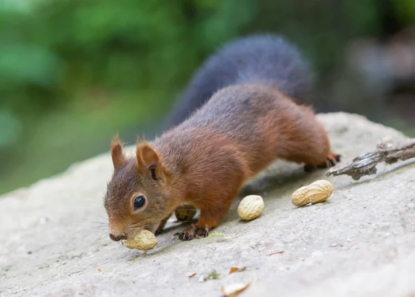 Esquilo marrom comendo nozes na árvore — Fotografia de Stock