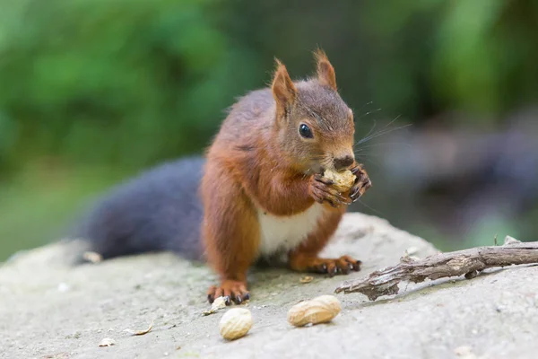 Barna mókus étkezési dió fa — Stock Fotó