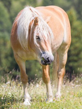 Güzel haflinger at Alpleri'nde / in Tirol Dağları