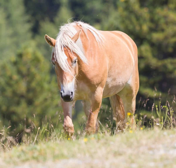 Vackra haflinger häst i Alperna / bergen i Tirol — Stockfoto