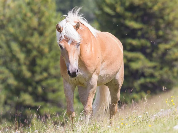 Haflinger piękny koń w Alpach / góry in Tirol — Zdjęcie stockowe