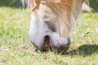 Güzel haflinger at Alpleri'nde / in Tirol Dağları