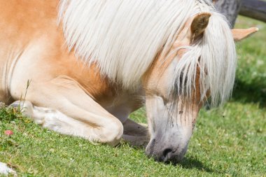 Güzel haflinger at Alpleri'nde / in Tirol Dağları