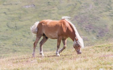 Güzel haflinger at Alpleri'nde / in Tirol Dağları