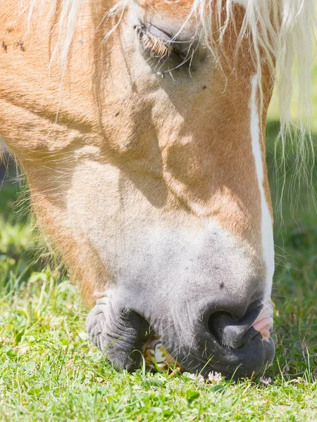 Beautiful haflinger horse in the Alps / mountains in Tirol — Stock Photo, Image