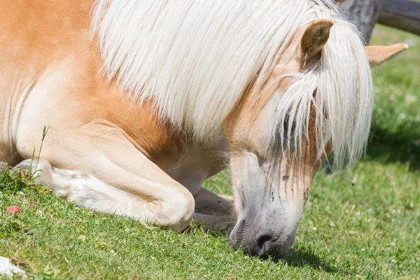 Schönes Haflinger Pferd in den Alpen / Bergen in Tirol — Stockfoto