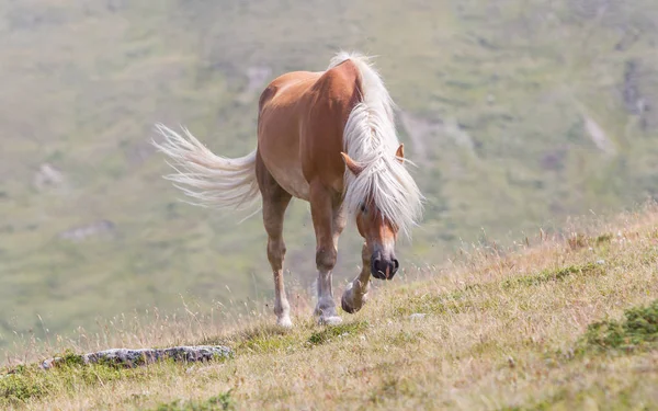 Beau cheval haflinger dans les Alpes / montagnes du Tyrol — Photo