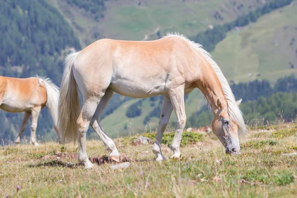 Güzel haflinger at Alpleri'nde / in Tirol Dağları