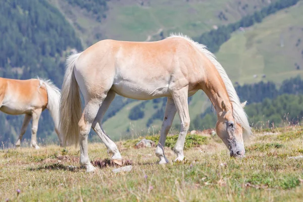 Beau cheval haflinger dans les Alpes / montagnes du Tyrol — Photo