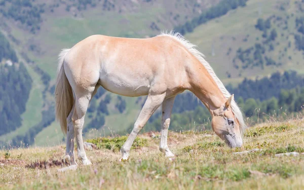 Vackra haflinger häst i Alperna / bergen i Tirol — Stockfoto